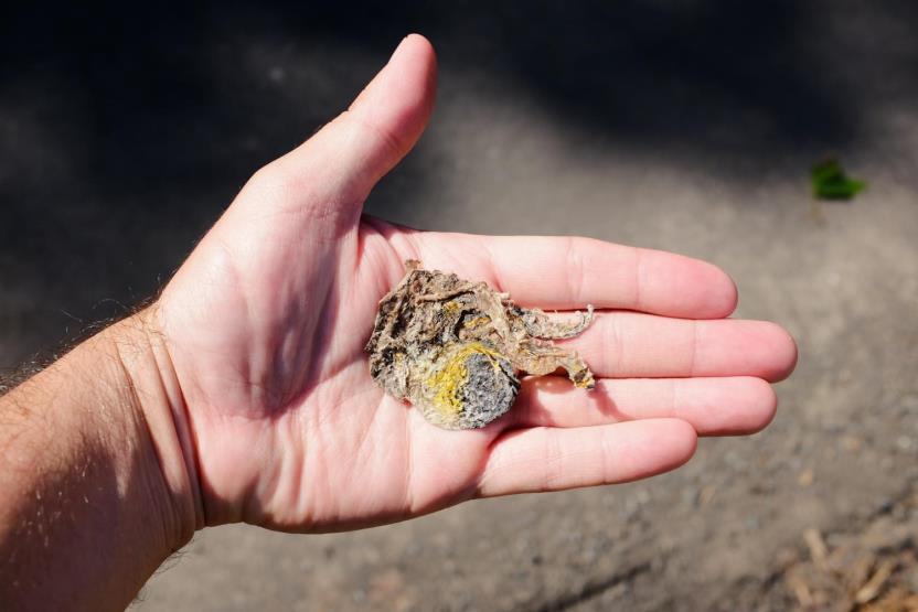 April July 2015 Road Mortality Species # Percentage Northern Gray Treefrog 37 76% Garter Snake 2 4% American Toad