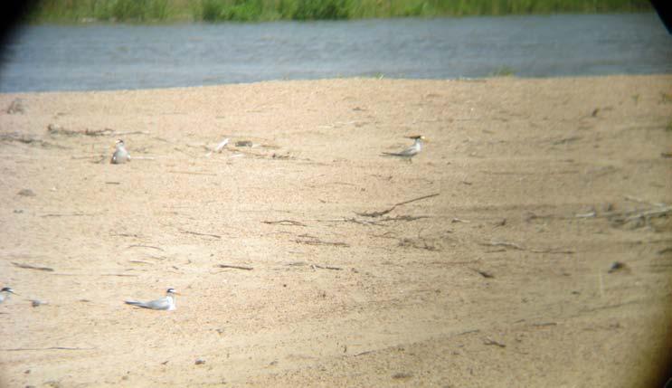 During 2008 and 2009 sandpit-island surveys combined, we observed over 3-times the number of interior least tern and piping plover nests at sandpits than we did at river island sites.