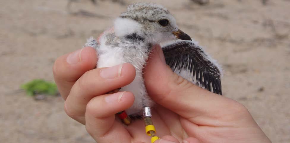interior least tern chicks at ~15 days of age and applied stainless steel leg bands and ensured retention of plastic leg bands.
