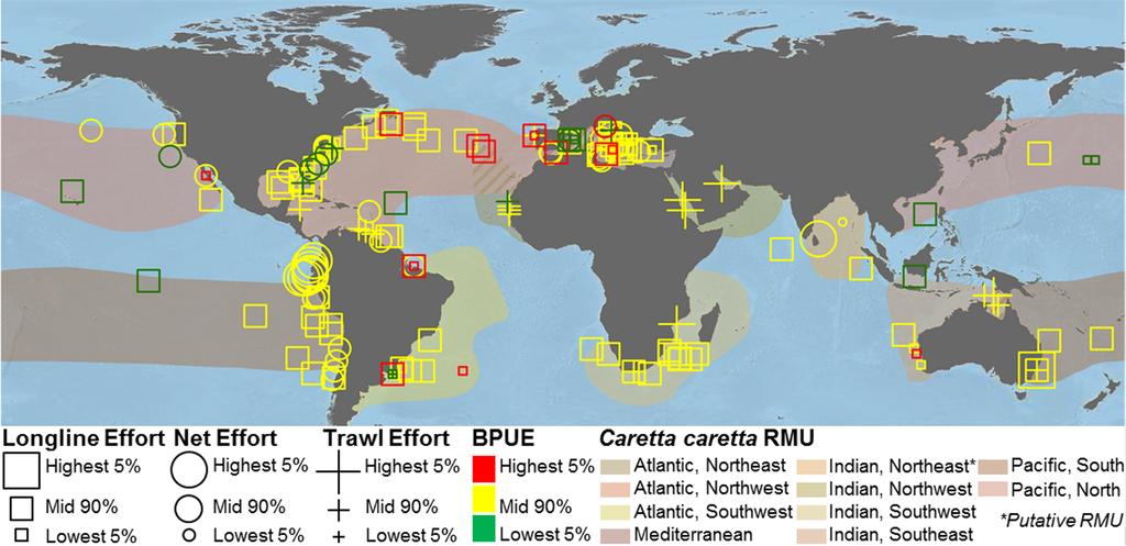WALLACE ET AL. Fig. 4. Global distributions of bycatch records of loggerheads (Caretta caretta) in relation to their respective regional management units (RMUs; Wallace et al. 2010b).