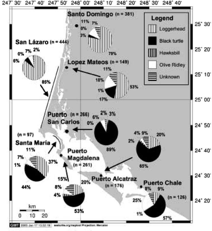 330 BIOLOGICAL CONSERVATION 128 (2006) 327 334 Fig. 2 Distribution of dead sea turtles found throughout Bahía Magdalena from 2000 to 2003.