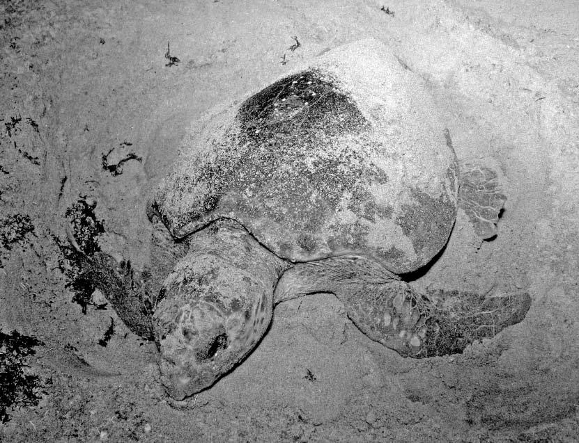 0070286 January 2009 DECREASING LOGGERHEAD NEST COUNTS 47 PLATE 1. A female loggerhead sea turtle camouflaging her nest on a Florida beach, USA. Photo credit: B. Witherington.
