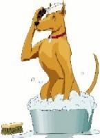 BATH TIME Dogs will need regular baths in order to keep their skin and coat clean. Some dogs get smelly quite quickly while others can go for longer periods of time between baths.