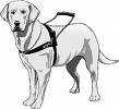 Service Dogs ASSISTANCE DOGS AND COMMUNITY SERVICES As a pet owner you may wish to become involved with training your dog for community services such as Pets for Therapy.