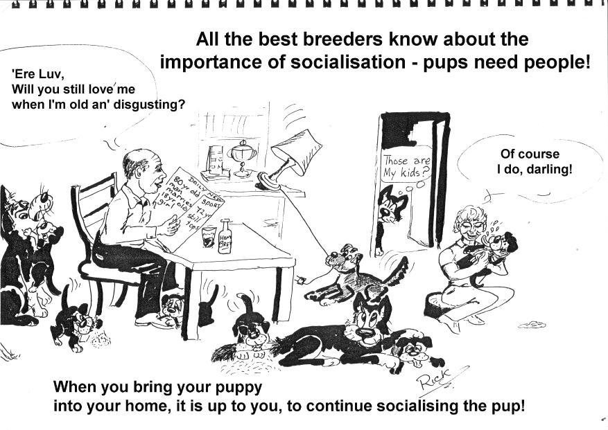 WHAT IS SOCIALISATION This is the most important part of your pup s development and it is crucial to continue socialisation after leaving the litter at 8 weeks of age.