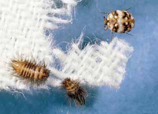 Carpet Beetles - Anthrenus spp. Typical Location When Observed: In homes, with adults most commonly seen in late spring. Outdoors common on certain flowers (e.g., Spirea).