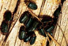Distinguishing Features: The adult elm leaf beetle is Summer coloration form of elm leaf beetle about 6-7 mm long with an elongate oval body.