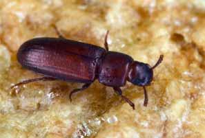 Fort Collins, CCO 805232-1177 Red Flour Beetle Typical Location When Observed: In homes associated with cereal products.