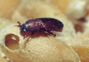 Distinguishing Features: Red flour beetles are small beetles, about 3/16-inch (3.5 mm). They are reddish-brown with an elongate body form.