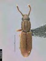 The sawtoothed grain beetle prefers grains and grain products, while the merchant grain beetle is more likely to be found in oil seeds and processed cereal grains.