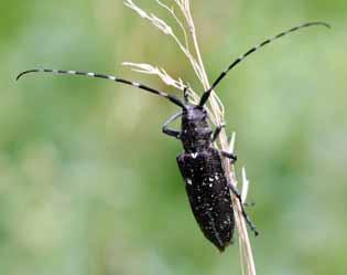 Distinguishing Features: Adult pine sawyers are large (14-24 mm) black to brownish-gray beetles with white markings.