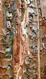 Importance/Damage: A serious pest of forests capable of killing live, healthy trees. Can cause extensive tree mortality during its periodic outbreaks.