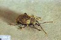 Importance/Damage: In addition to being a nuisance in the home, these weevils may damage the leaves and roots of a variety of ornamental plants.