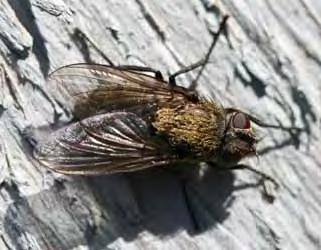 Typical Location When Observed: In homes from late September through April. This is the most common indoor fly of buildings during the cool months.