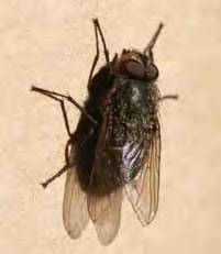 Importance/Damage: Nuisance pest within homes Cluster Flies Cluster fly Distinguishing Features: General color is grayish-brown and it is typical house fly size (6-9 mm).