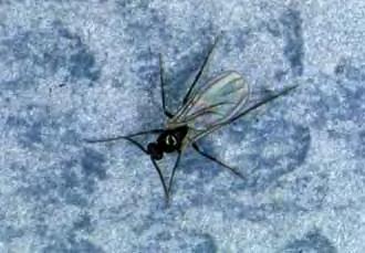 Fungus Gnats Typical Location When Observed: In homes around houseplants and collected around the base of windows.