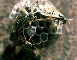 European Paper Wasp Typical Location When Observed: Outdoors in yards and gardens. Nests are often conspicuous and constructed under eaves, in small cavities and other protected sites.
