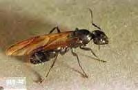 doors. Importance/Damage: Carpenter ants prefer to nest in decayed, often water-damaged wood. Occasionally, they move into the sound structural wood of a building and can cause serious damage.