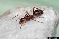 Look-Alikes: Carpenter ants, termites General Life History and Habits: Field ants are among the most common ants found in yards and gardens.