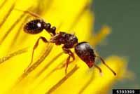 Department of Bioagricultural Sciences Pavement ant worker (J.