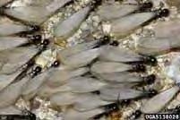 Department of Bioagricultural Sciences Subterranean Termites Termite swarm (Susan Ellis/IPM Images) Termite damage (Gary Alpert/IPM Images) Termite worker (Gary Alpert/IPM Images) Typical Location
