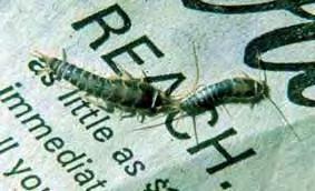 Silverfish and Firebrats Typical Location When Observed: Indoors, particularly in attics, storage areas and other sites that are infrequently disturbed.
