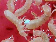 Look-Alikes: None General Life History and Habits: Most springtails live in soil, feeding on fungi, algae, decaying plant matter and bacteria.
