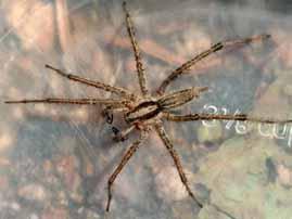 Funnel Weaver Spiders Typical Location When Observed: Outdoors in dense vegetation within a non-sticky web comprised of a densely spun silk platform and a hidden retreat where the spider normally