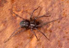 Funnel weaver spiders are often mistaken for recluse spiders and wolf spiders.