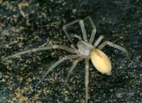 Typical Location When Observed: In homes. Yellow-legged Sac Spiders Importance/Damage: Common spider found in home. A species that can produce a painful bite.