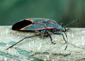 Department of Bioagricultural Sciences Boxelder Bug Typical Location When Observed: In homes from fall through mid-spring. During warm periods on sun-warmed exterior walls.