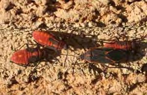 Distinguishing Features: Boxelder bugs are darkgray-black insects of moderate size (9-14 mm). Prominent red-orange markings are present along the sides of the body and form a V across the wings.