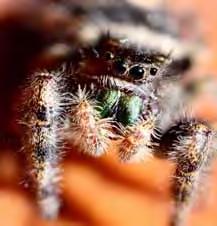 Distinguishing Features: The bold jumper is a spider of moderate size (6-12 mm) and somewhat fuzzy.