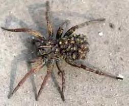 Importance/Damage: Wolf spiders are not dangerous and will bite only if handled. However, Schizocosa mccooki, a common wolf spider that is over one inch long.