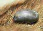 These ticks also hide behind curtains, in furniture, and under rugs. Importance/Damage: Brown dog ticks are an irritation to dogs, but are not known to transmit any diseases.