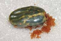 An adult female is about 3/16 inches in length Look-Alikes: American dog tick, Rocky Mountain wood tick General Life History and Habits: The female feeds on the dog for about a week and then drops