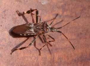 Western Conifer Seed Bug Typical Location When Observed: In homes from fall through mid-spring.