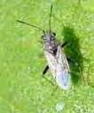 Department of Bioagricultural Sciences False Chinch Bugs False chinch bug nymphs, adults False chinch bug adult R.