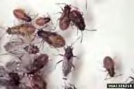 Importance/Damage: False chinch bugs can be a temporary nuisance in homes and other buildings during hot, dry weather.