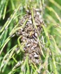 Look-Alikes: Black grass bugs, chinch bugs General Life History and Habits: False chinch bug adults overwinter on mustards, such as flixweed. Egg laying starts in early spring.