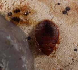 Distinguishing Features: Unfed bed bugs have an oval body form and are flat; when fed they become distended and more elongate. General coloration ranges from light to dark brown.