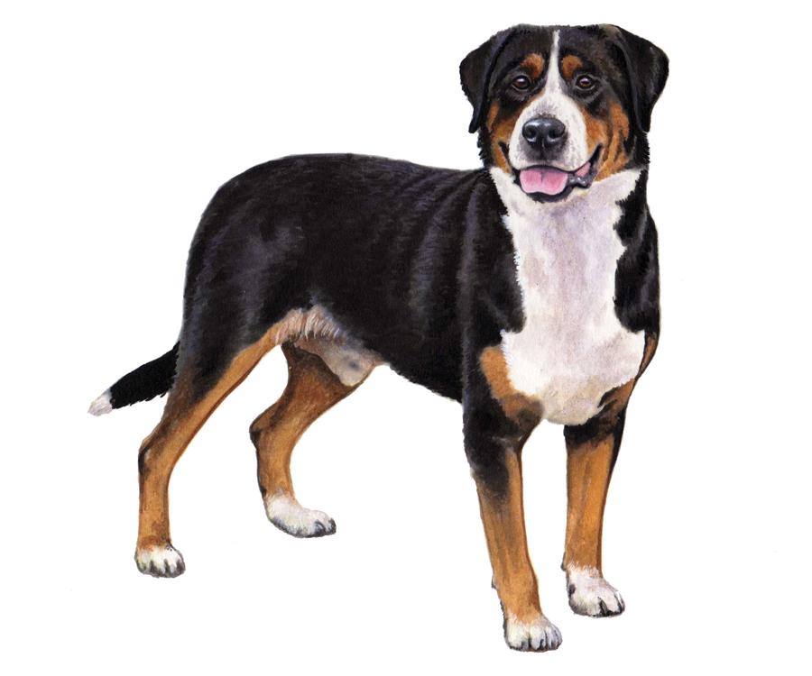 KEY BREED HISTORY, APPEARANCE & BEHAVIOR GREATER SWISS MOUNTAIN DOG All dogs should be considered individual animals.