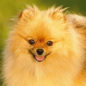 HEIGHT: 7-12 in Pomeranian WEIGHT (SHOW): 3-7 lb WEIGHT (PET): 3-10 lb EARS MUZZLE TAIL The roots of today s Pomeranian breed can be traced back to Prussia, in the region of