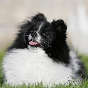 Around 1850, the breed was brought to England where it was given the name Pomeranian, in honor of its homeland, and recognized by the English Kennel Club in 1870.
