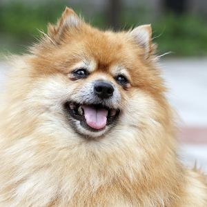 Today s more diminutive Pomeranian was established when breeders set out to create a breed adequate for city living.