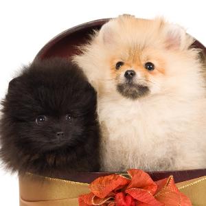 By 1900, the Pomeranian had been recognized by the American Kennel Club and today, the Pomeranian s manageable size and feisty character have made it one of the most popular breeds.
