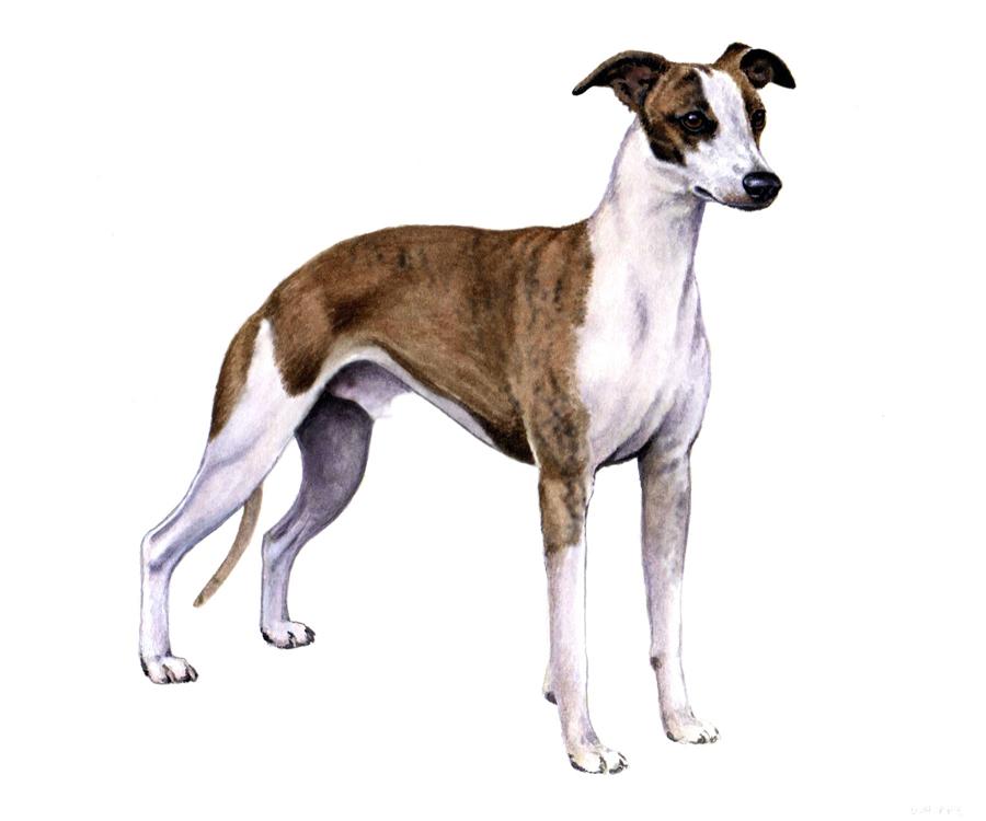 KEY BREED HISTORY, APPEARANCE & BEHAVIOR WHIPPET All dogs should be considered individual animals.