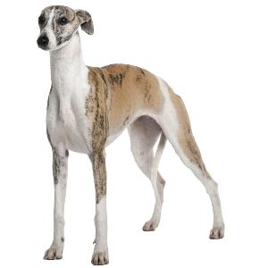 HEIGHT: 17-18 in WEIGHT (SHOW): Whippet 25-40 lb WEIGHT (PET): 26-45 lb EARS MUZZLE TAIL Many people believe that the Whippet s origins began in nineteenth