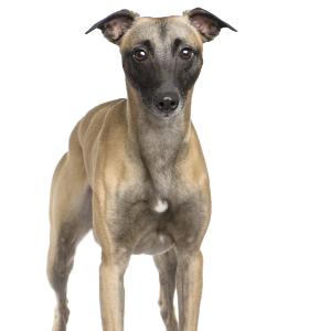The Whippet is definitely a fast runner, being able to reach speeds of up to thirty-five miles per hour, and they are also known to be great hunting dogs.