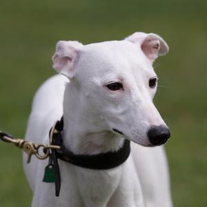 The Whippet was recognized by the American Kennel Club in 1888.